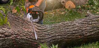 Best Commercial Tree Removal  in USA